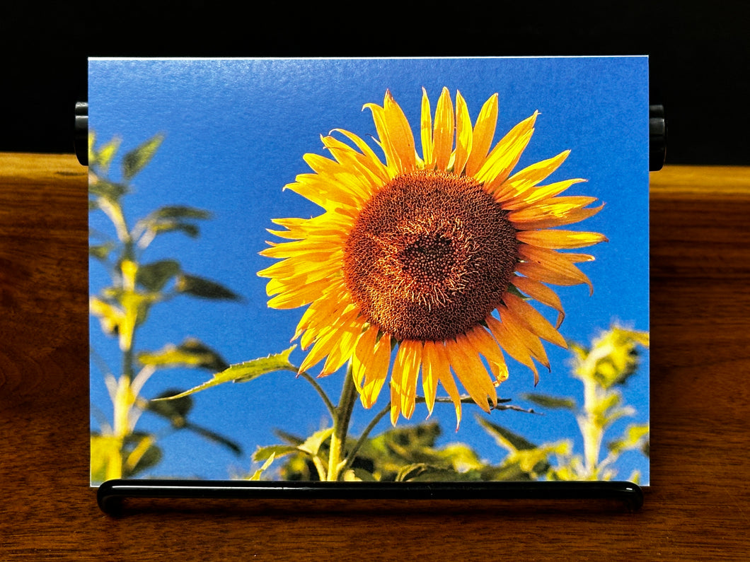 Greeting Card/Note Card by AMcKinley Photography - Sunflower